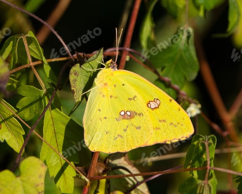 Preview: Close-up of a cloudless sulphur butterfly resting on green leaves. Dover, Tennessee