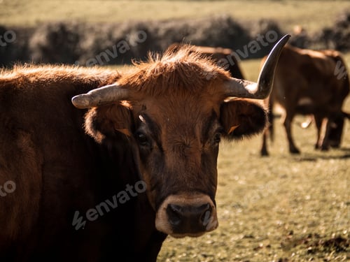 Preview: Closeup shot of a brown cow in an outdoor rural setting.