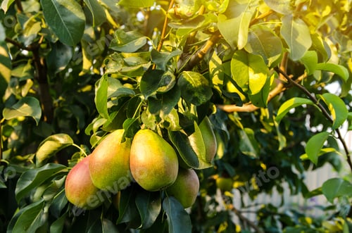 Preview: Ripe beautiful green pears grow in the garden.