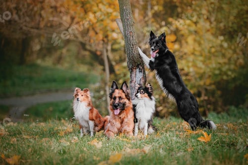 Preview: Four dogs: German Shepherd, Border Collie, Shetland Sheepdog, playing together.