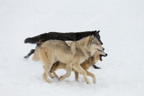 Preview: wolf, pack, togetherness, group, wilderness