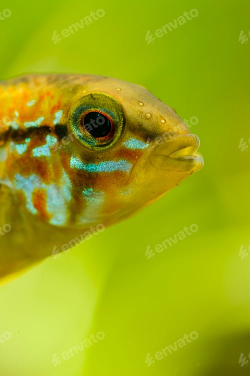 Vista previa: Detail of head of Apistogramma fish