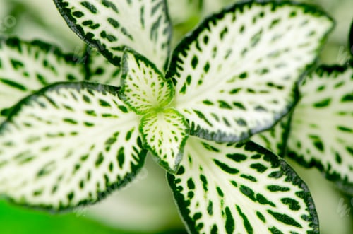 Preview: Green leaves