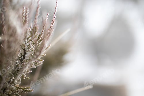 Preview: plant leaf tree covered in frost snow ice winter cold nature macro close up blur
