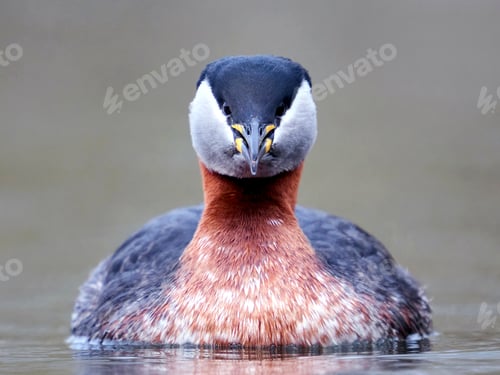 Preview: Red-necked grebe (Podiceps grisegena)