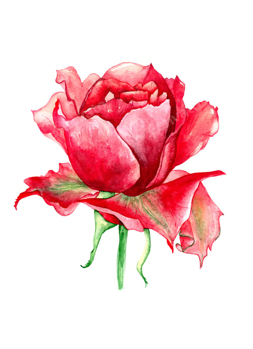 Preview: Hand draw beautiful red rose watercolor on white