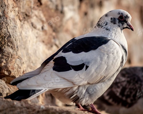 Preview: Black and white pigeon perched atop a grey rock in a natural outdoor environment