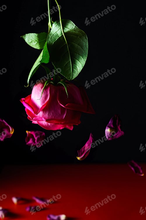Preview: A delicate bright red flower lowered down and rose petals flying around