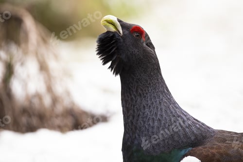 Preview: Western capercaillie showing on snow in winter in detail