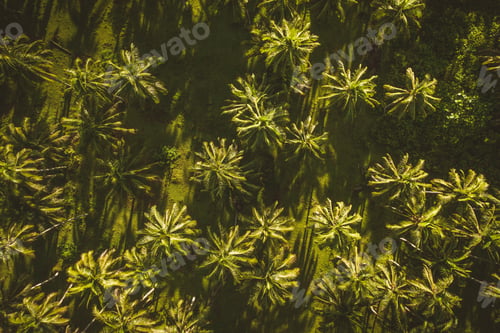 Preview: Tropical coconut trees forest