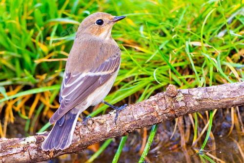 Preview: Pied Flycatcher, Forest Pond, Mediterranean Forest, Spain