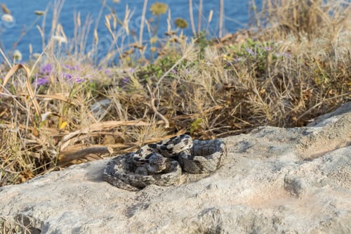 Preview: A European Cat Snake, or Soosan Snake, Telescopus fallax, curled up and staring, in Malta.