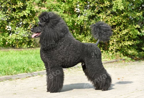 Preview: Beautiful fully coated black poodle