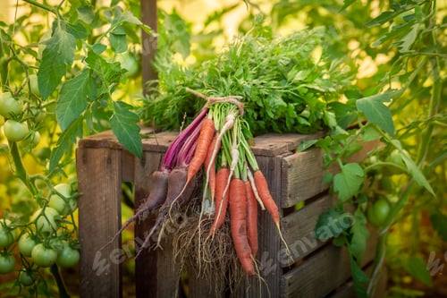 Preview: Mix of healthy vegetables in garden on old wooden box
