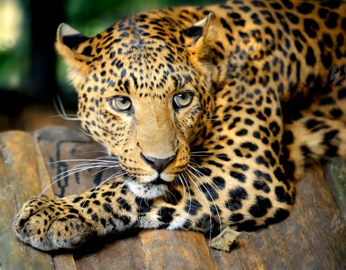Preview: Leopard portrait