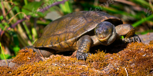 Preview: Mediterranean Pond Turtle, Monfragüe National Park, Spain