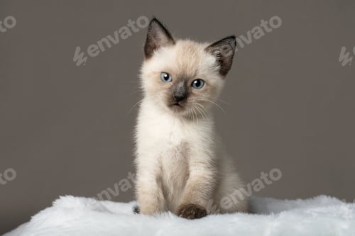 Preview: cat, kitten, pet, isolate