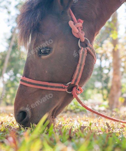 Preview: horse, mare, wilderness, stallion
