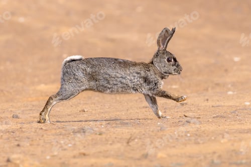 Preview: Wild European Rabbit Running in Gravel