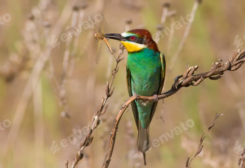Preview: European bee-eater, merops apiaster. a bird sits on a plant stem and holds a dragonfly in its beak.