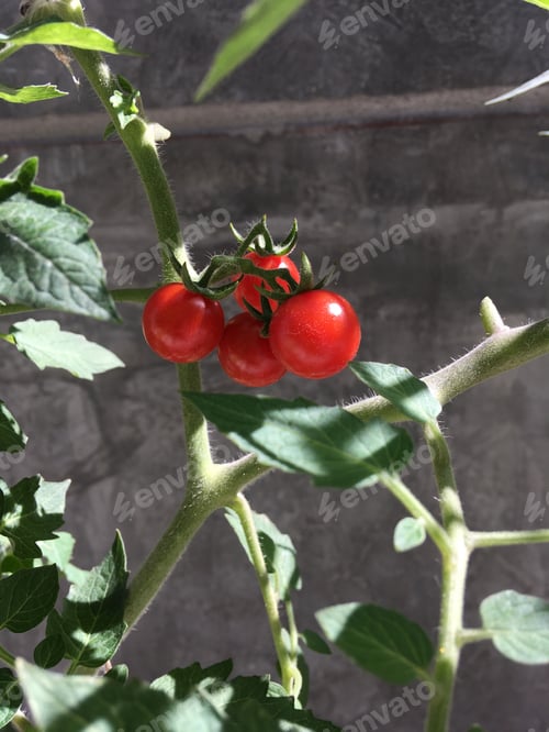 Preview: Close-up of Cherry Tomatoes Growing on the Vine