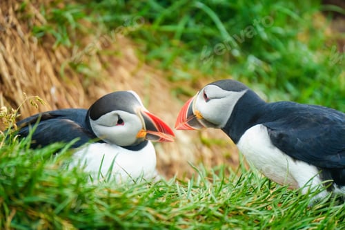 Preview: Atlantic puffin living on cliff of Atlantic Ocean during breeding season