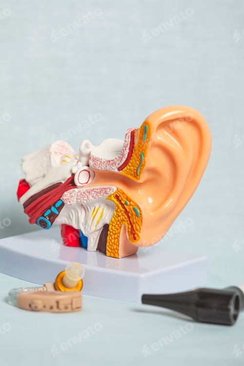 Preview: Anatomical model of human ear showing inner ear structure and hearing aid devices