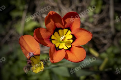 Preview: Closeup shot of a sparaxis flower