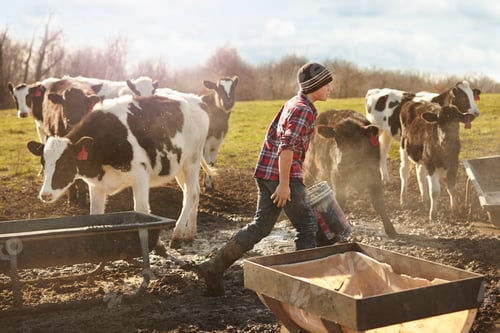 Preview: Boy farmer feeding cows in dairy farm field