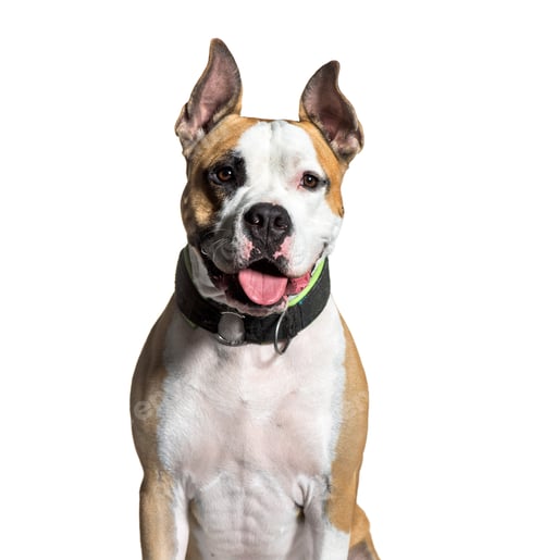 Preview: American Staffordshire Terrier, 2 years old, sitting in front of white background