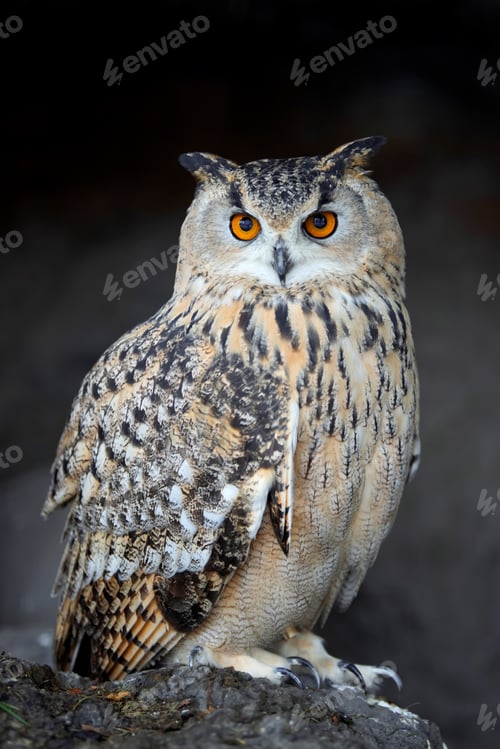 Preview: Close up owl portrait