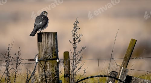 Preview: Northern Goshawk (Accipiter gentilis) perched on a wooden fence post