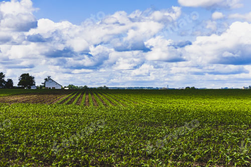 Preview: View of a green agricultural field
