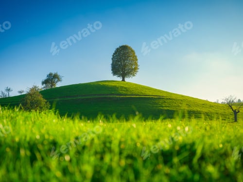 Preview: Fields and meadows. Natural landscape in summer time. Tree on top of the hill.