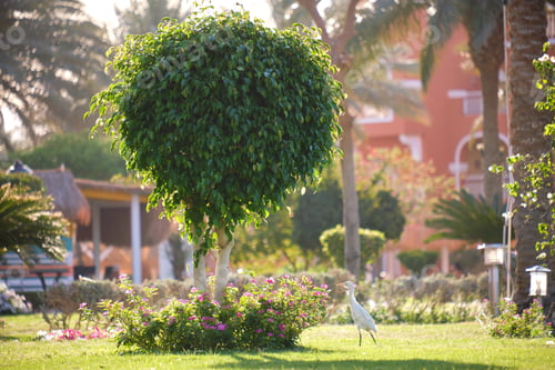 Preview: Big tree growing in green lash grass. Agriculture and gardening