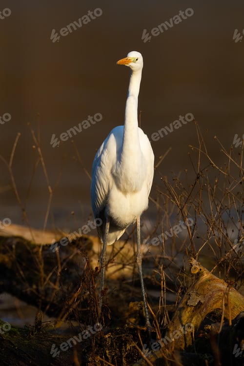 Preview: Great egret walking on fallen tree in vertical shot
