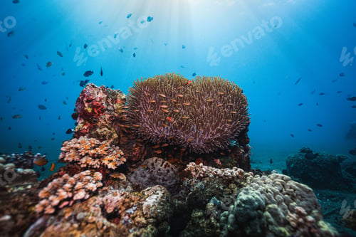 Preview: Vibrant coral reef illuminated by sunrays with a colorful backdrop for an array of tropical fish