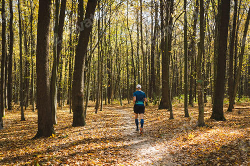 Preview: Young man jogging outdoors in a sunny autumn forest.