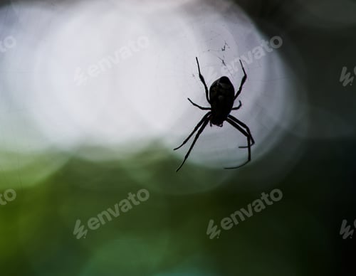 Preview: Silhouetted spider on the web