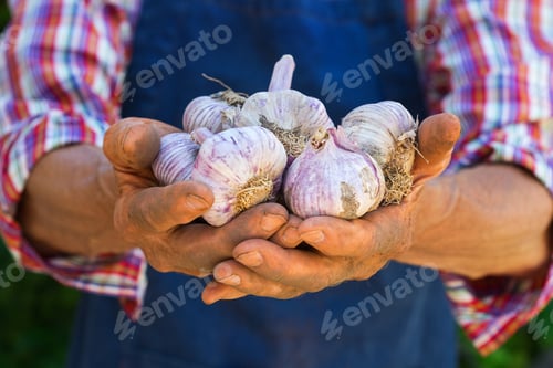 мужчина держит в руках чеснок на грядке