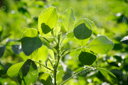 Preview: clover field