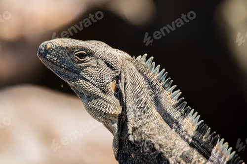 Preview: Close-up of Black iguana (Ctenosaura similis) above rocks in the beach