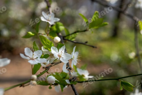 Preview: Apple tree blossoming