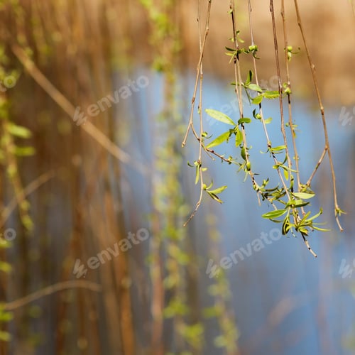 Preview: Spring Growth On Weeping Willow Tree - Photograph Of Spring Growth On A Weeping Willow Tree With A