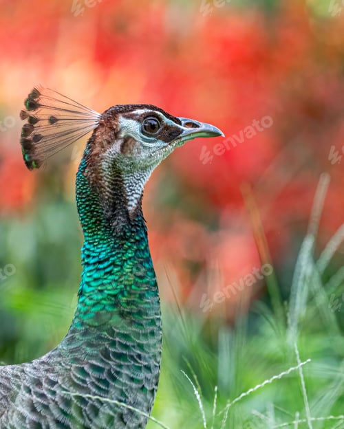 Preview: Majestic peacock walking in the field