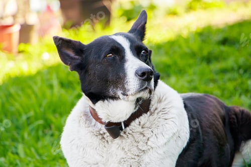 Preview: Domestic dog looks into the distance. The pet is resting in nature and lies on the spring grass.