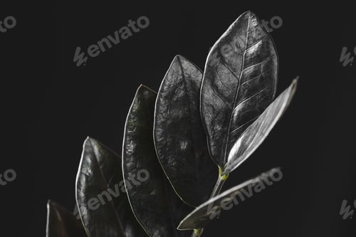 Preview: Black leaves of Zamioculcas Zamiifolia Raven plant