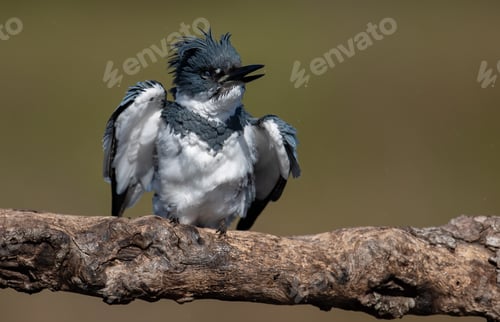 Preview: Belted Kingfisher Portrait