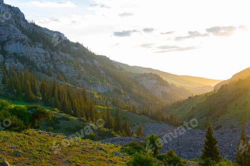 Preview: Mountain valley lit by golden sunset with pine forest