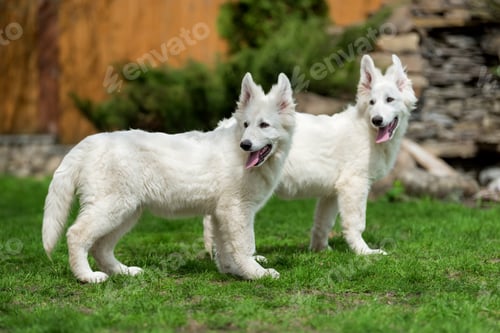 Preview: Berger Blanc Suisse White german shepherd poppy
